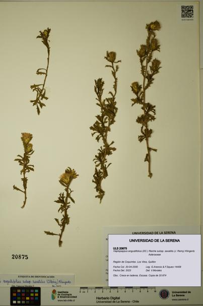 Haplopappus angustifolius subsp. saxatilis [Espécimen: ULS:ULS:0020875]