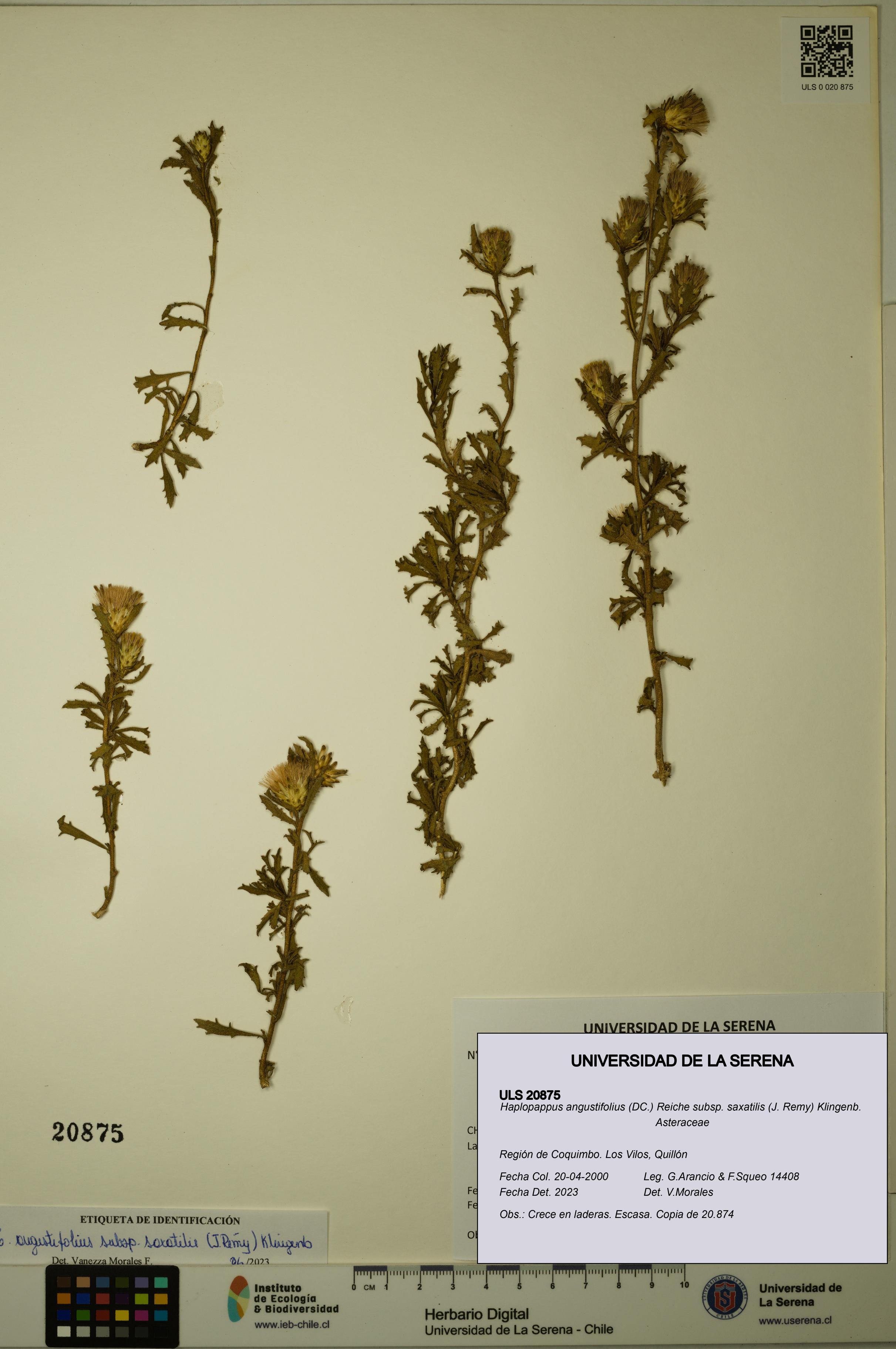 Haplopappus angustifolius subsp. saxatilis [Espécimen: ULS:ULS:0020875]