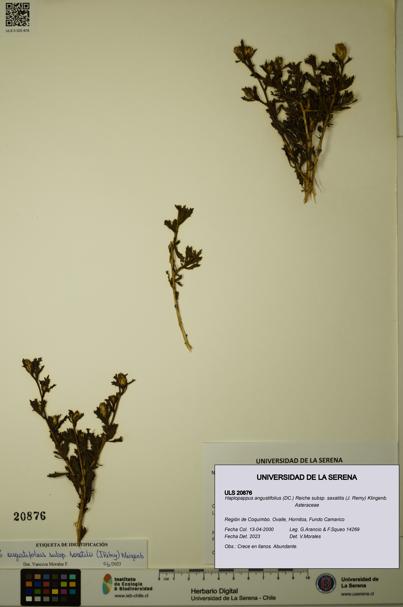 Haplopappus angustifolius subsp. saxatilis [Espécimen: ULS:ULS:0020876]