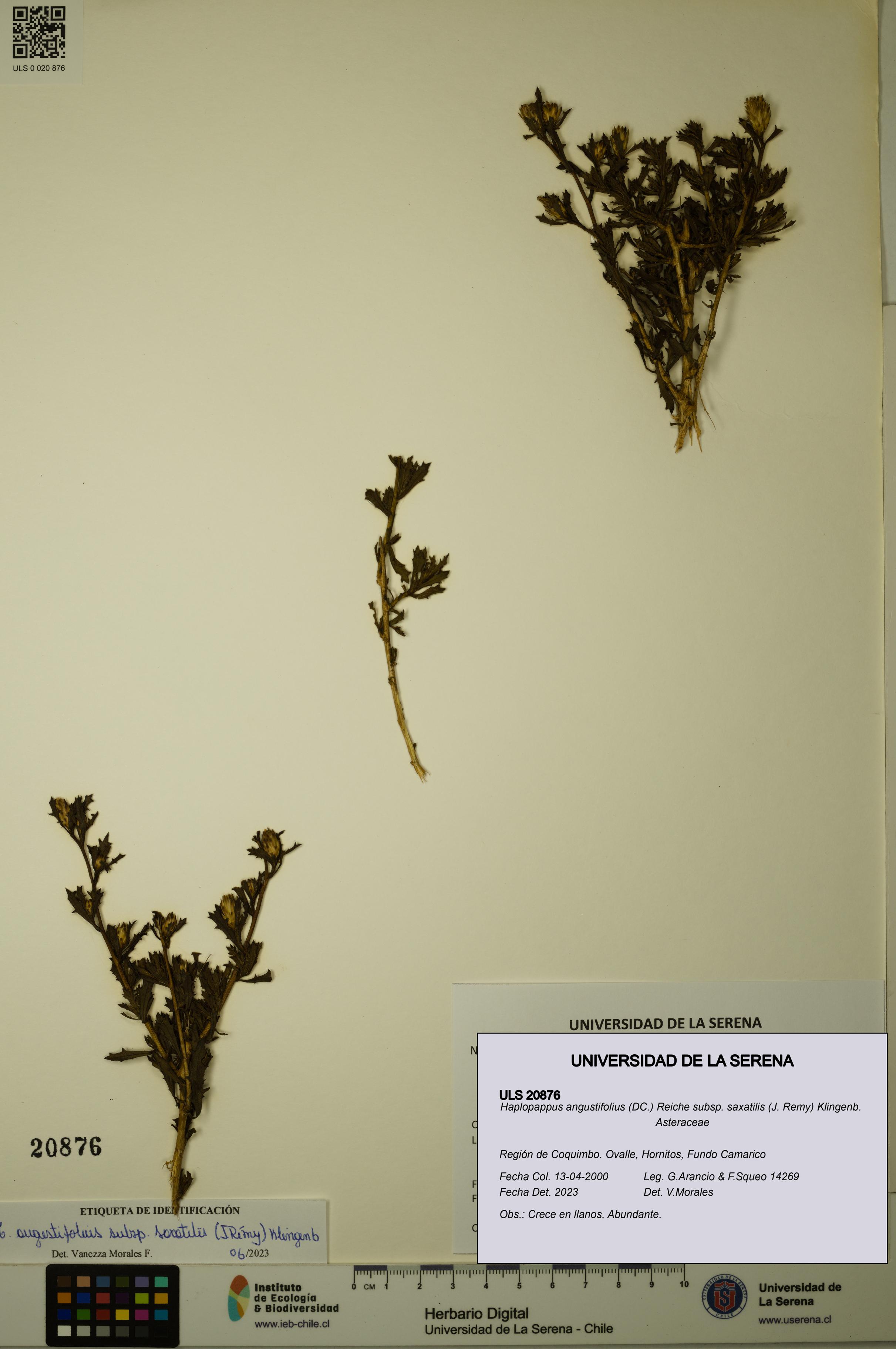 Haplopappus angustifolius subsp. saxatilis [Espécimen: ULS:ULS:0020876]