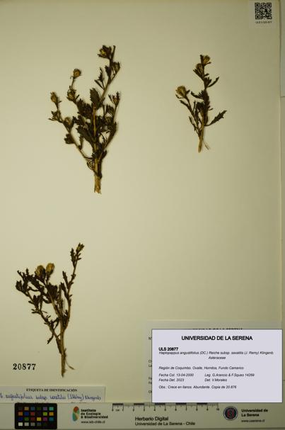 Haplopappus angustifolius subsp. saxatilis [Espécimen: ULS:ULS:0020877]