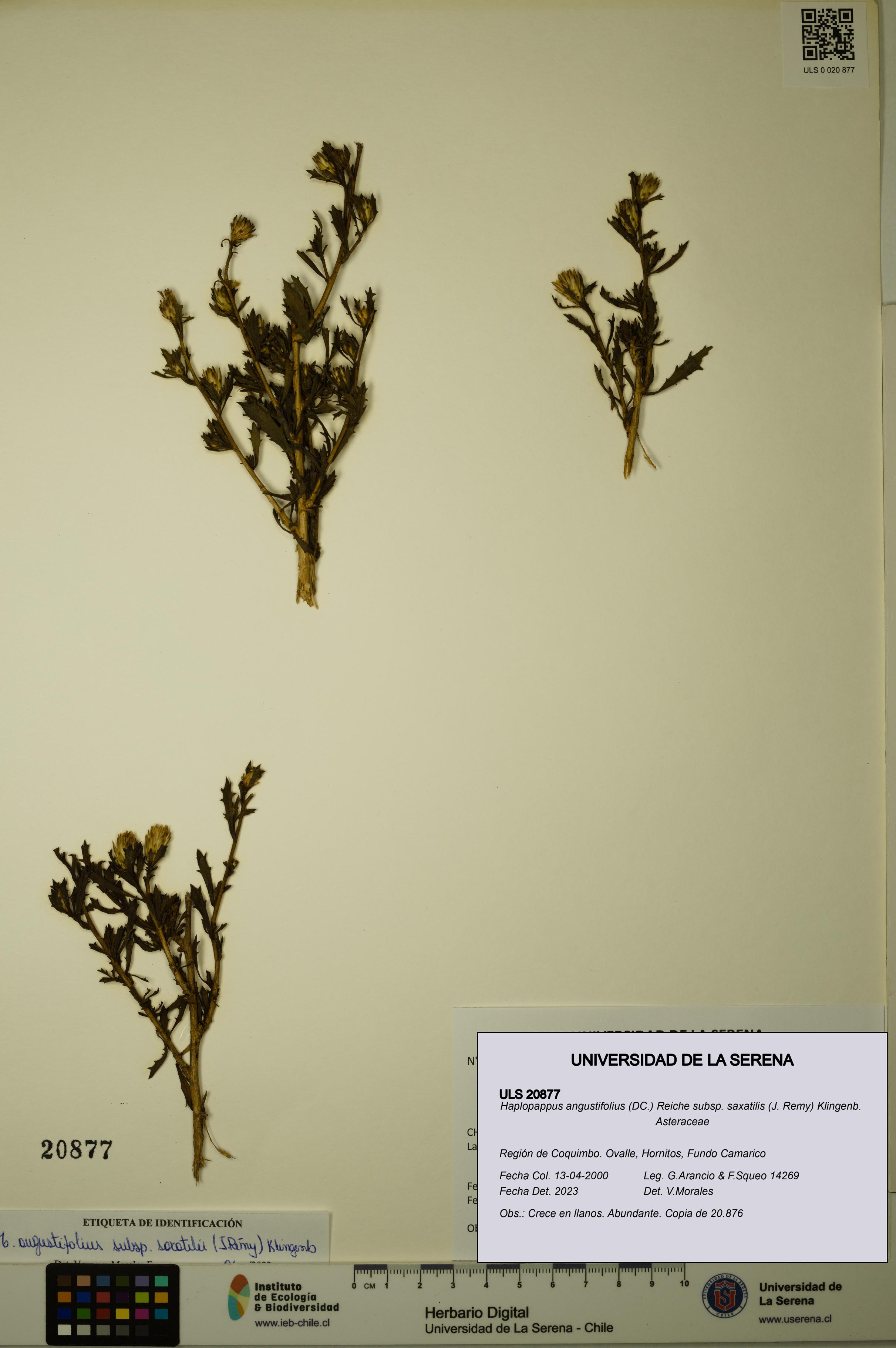 Haplopappus angustifolius subsp. saxatilis [Espécimen: ULS:ULS:0020877]