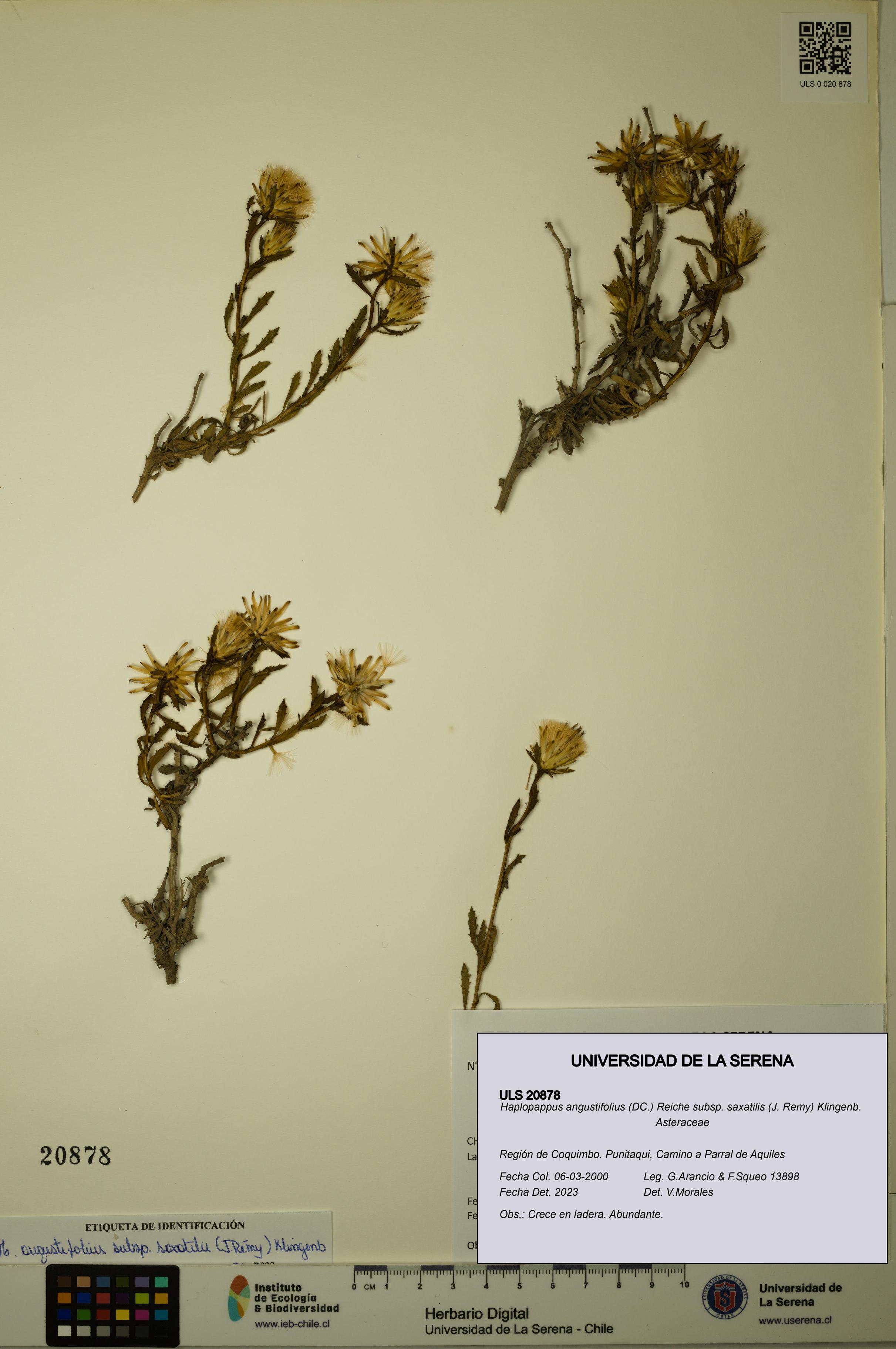Haplopappus angustifolius subsp. saxatilis [Espécimen: ULS:ULS:0020878]