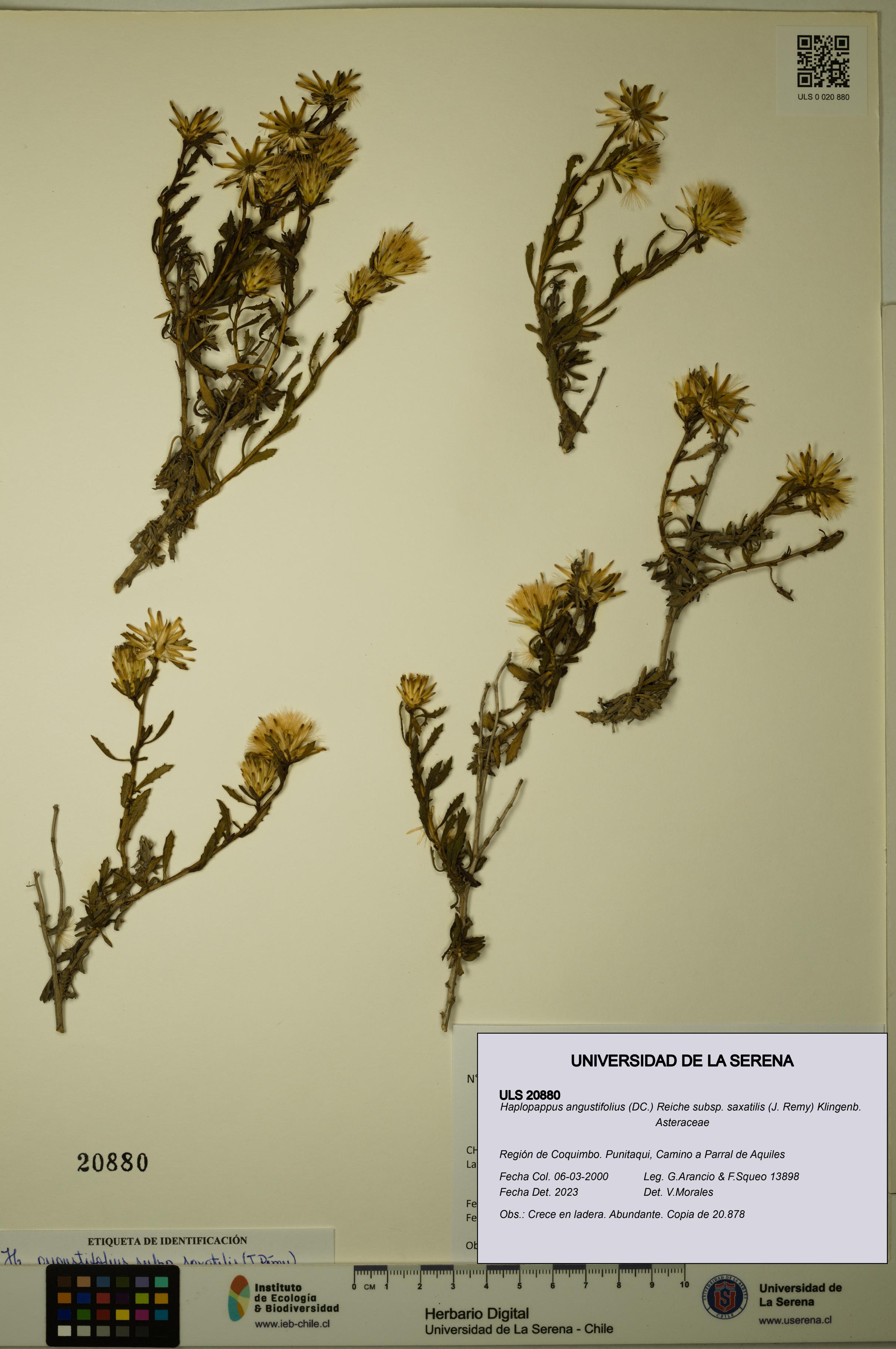 Haplopappus angustifolius subsp. saxatilis [Espécimen: ULS:ULS:0020880]