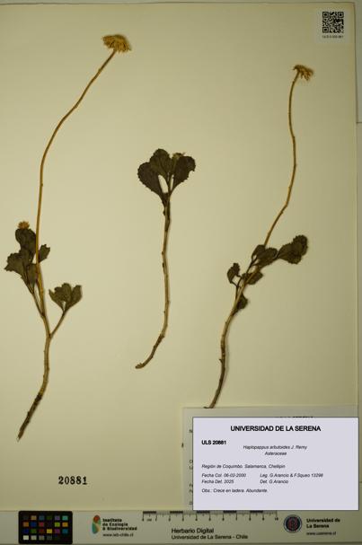 Haplopappus arbutoides [Espécimen: ULS:ULS:0020881]