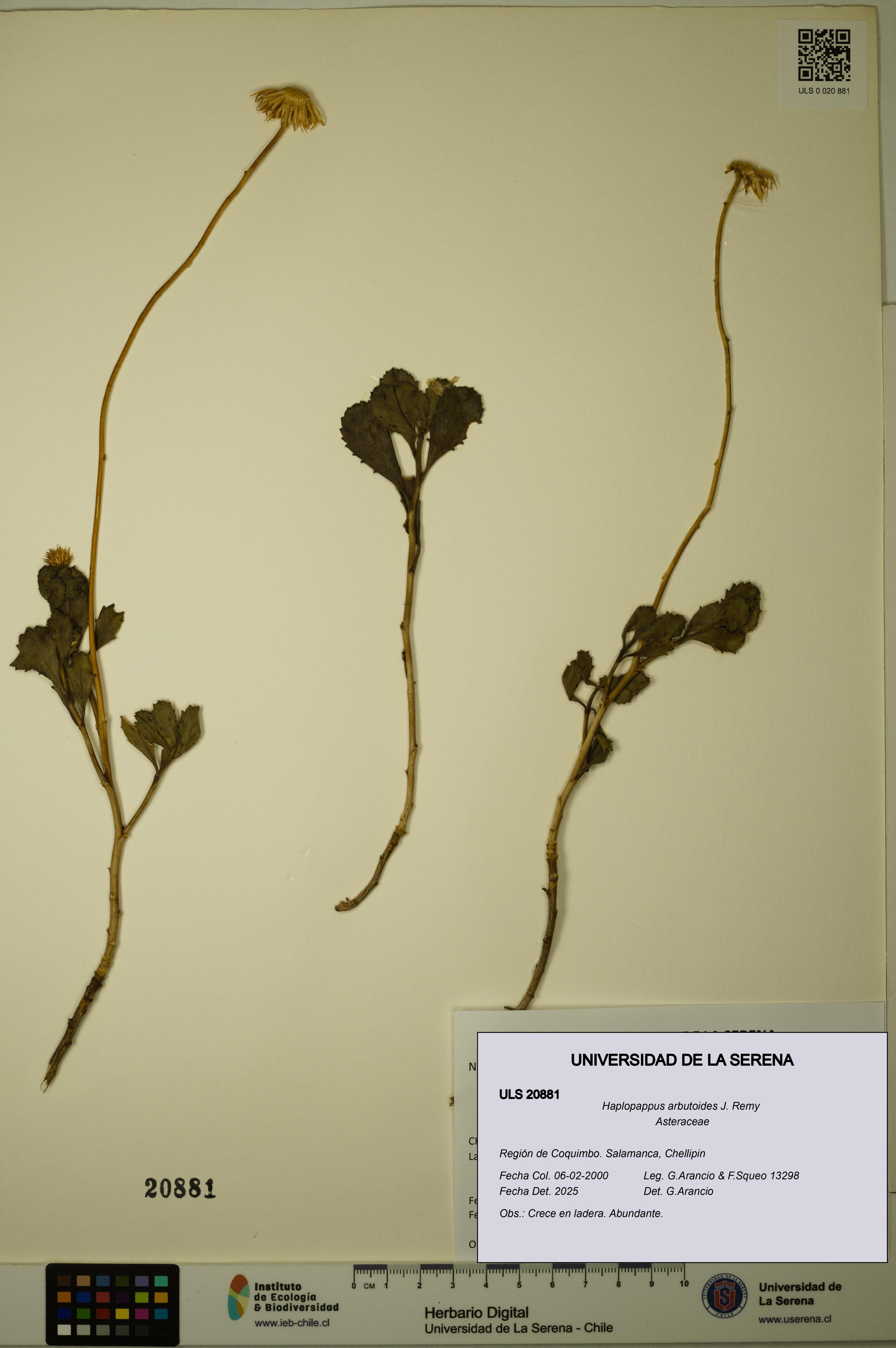 Haplopappus arbutoides [Espécimen: ULS:ULS:0020881]
