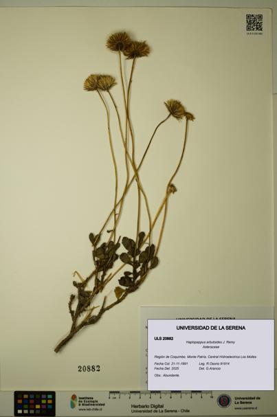 Haplopappus arbutoides [Espécimen: ULS:ULS:0020882]