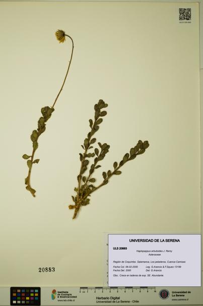 Haplopappus arbutoides [Espécimen: ULS:ULS:0020883]