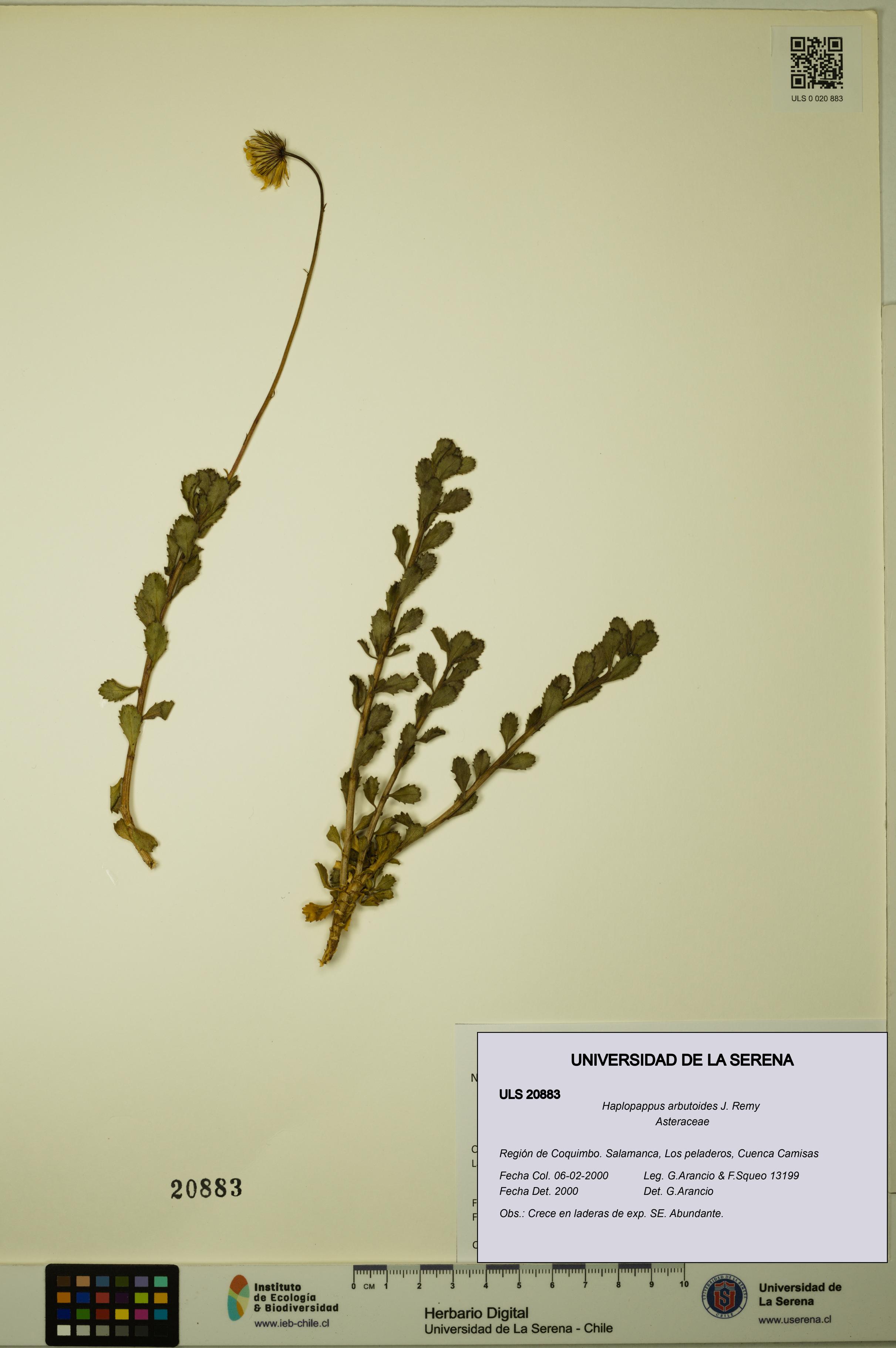 Haplopappus arbutoides [Espécimen: ULS:ULS:0020883]