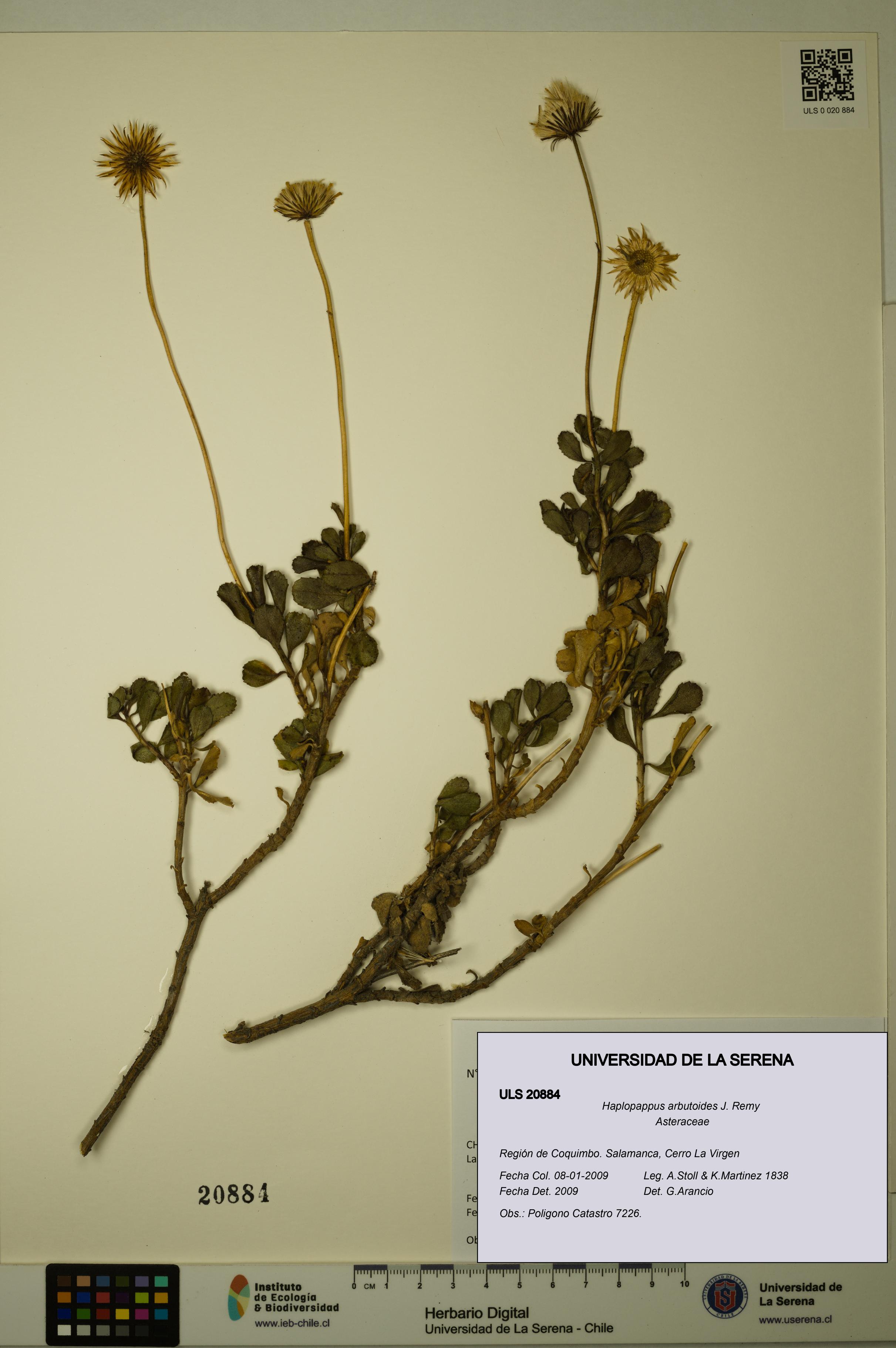 Haplopappus arbutoides [Espécimen: ULS:ULS:0020884]