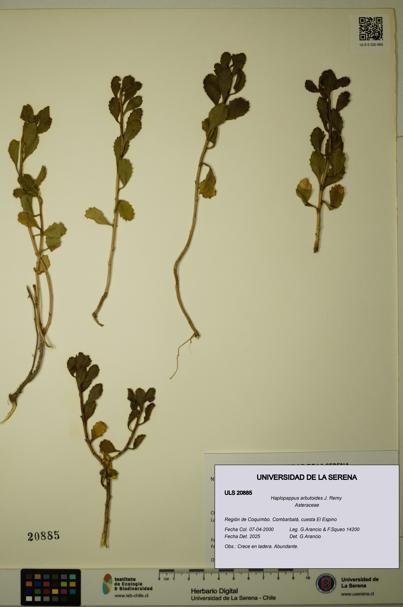 Haplopappus arbutoides [Espécimen: ULS:ULS:0020885]