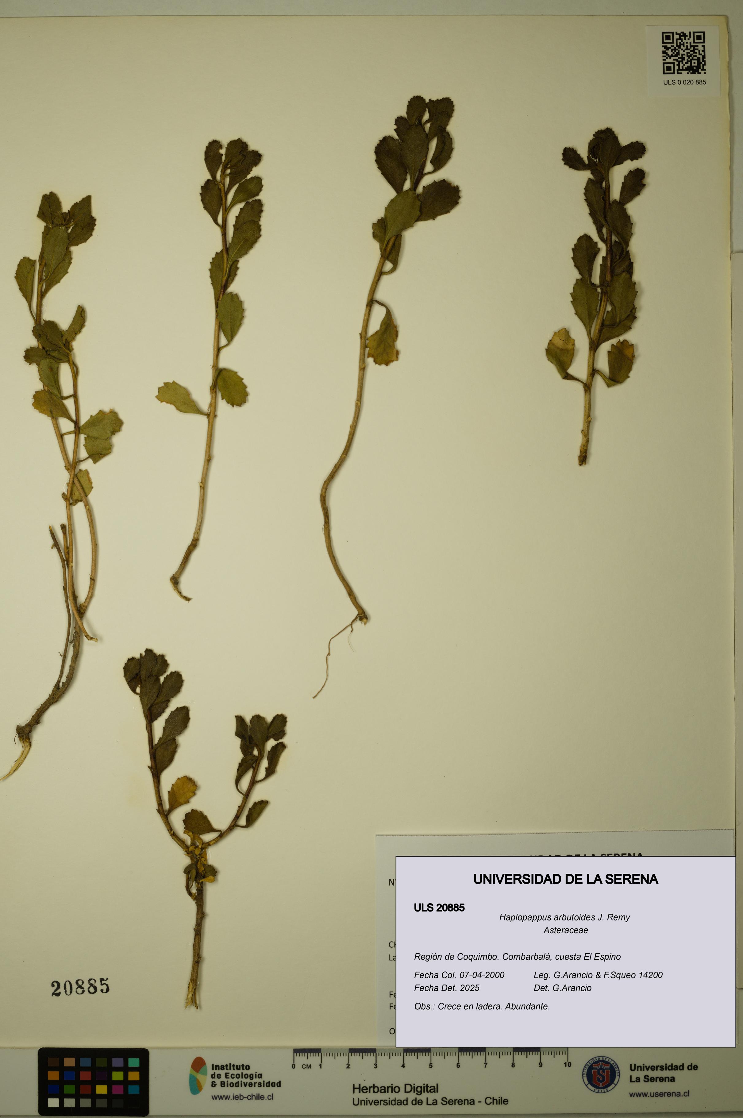 Haplopappus arbutoides [Espécimen: ULS:ULS:0020885]