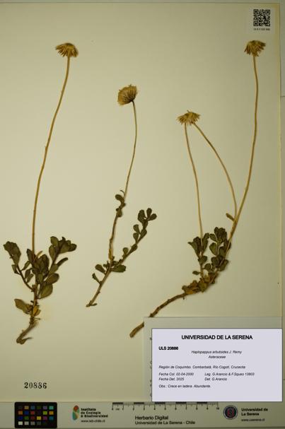 Haplopappus arbutoides [Espécimen: ULS:ULS:0020886]