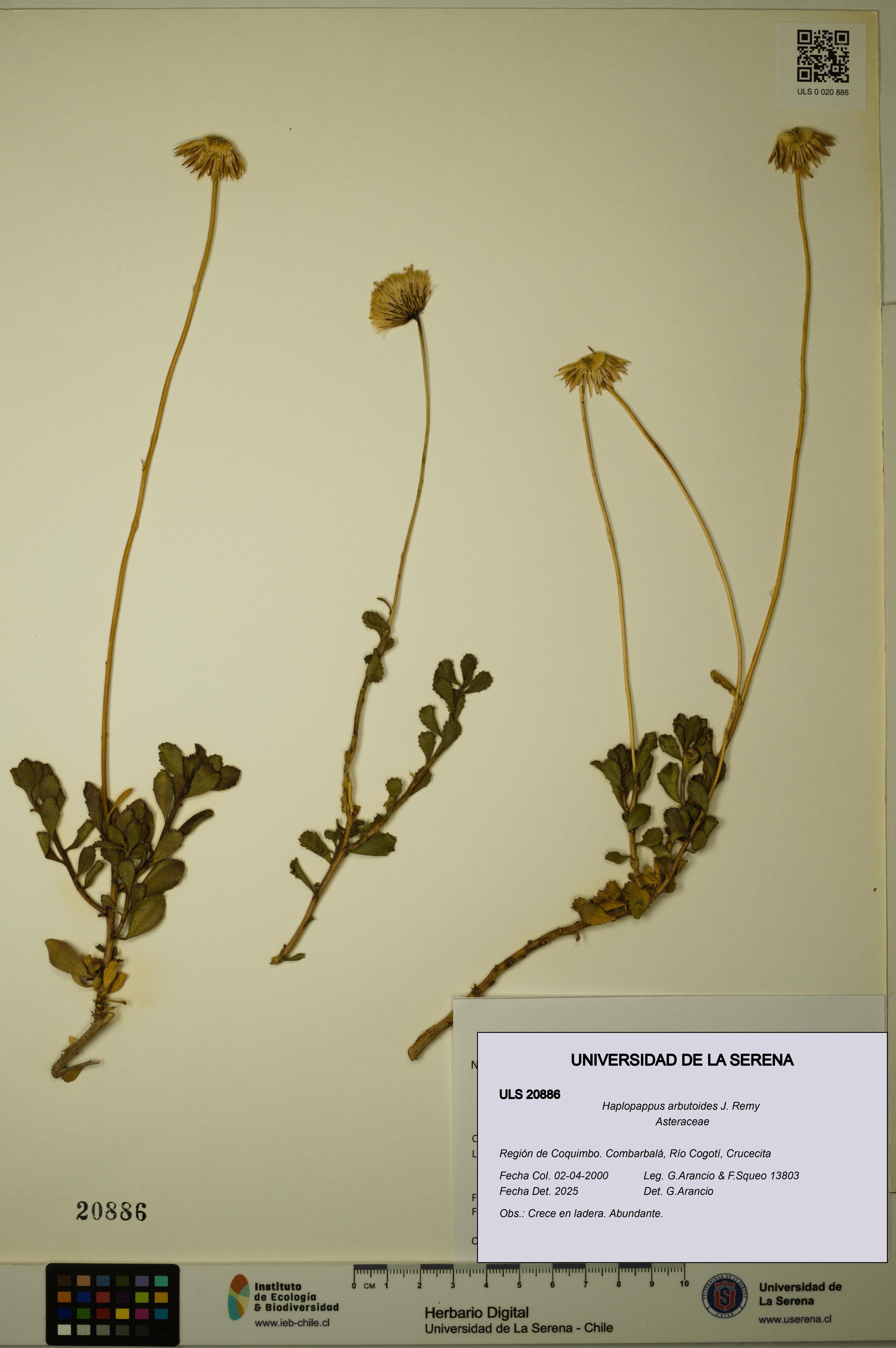 Haplopappus arbutoides [Espécimen: ULS:ULS:0020886]