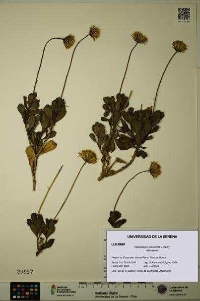 Haplopappus arbutoides [Espécimen: ULS:ULS:0020887]