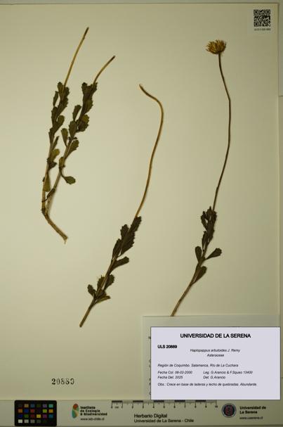 Haplopappus arbutoides [Espécimen: ULS:ULS:0020889]