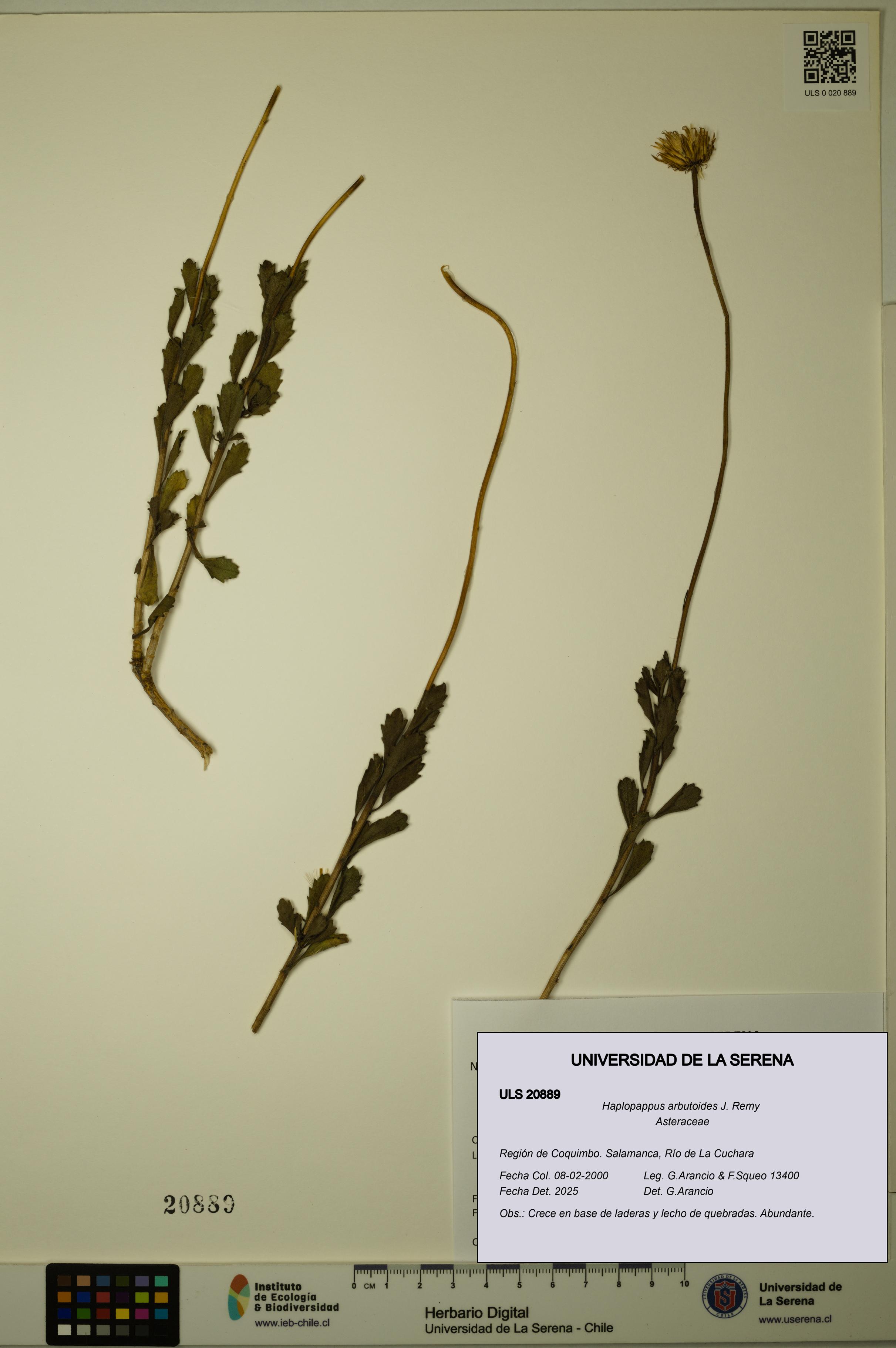 Haplopappus arbutoides [Espécimen: ULS:ULS:0020889]