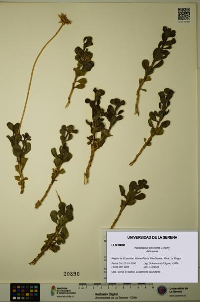 Haplopappus arbutoides [Espécimen: ULS:ULS:0020890]