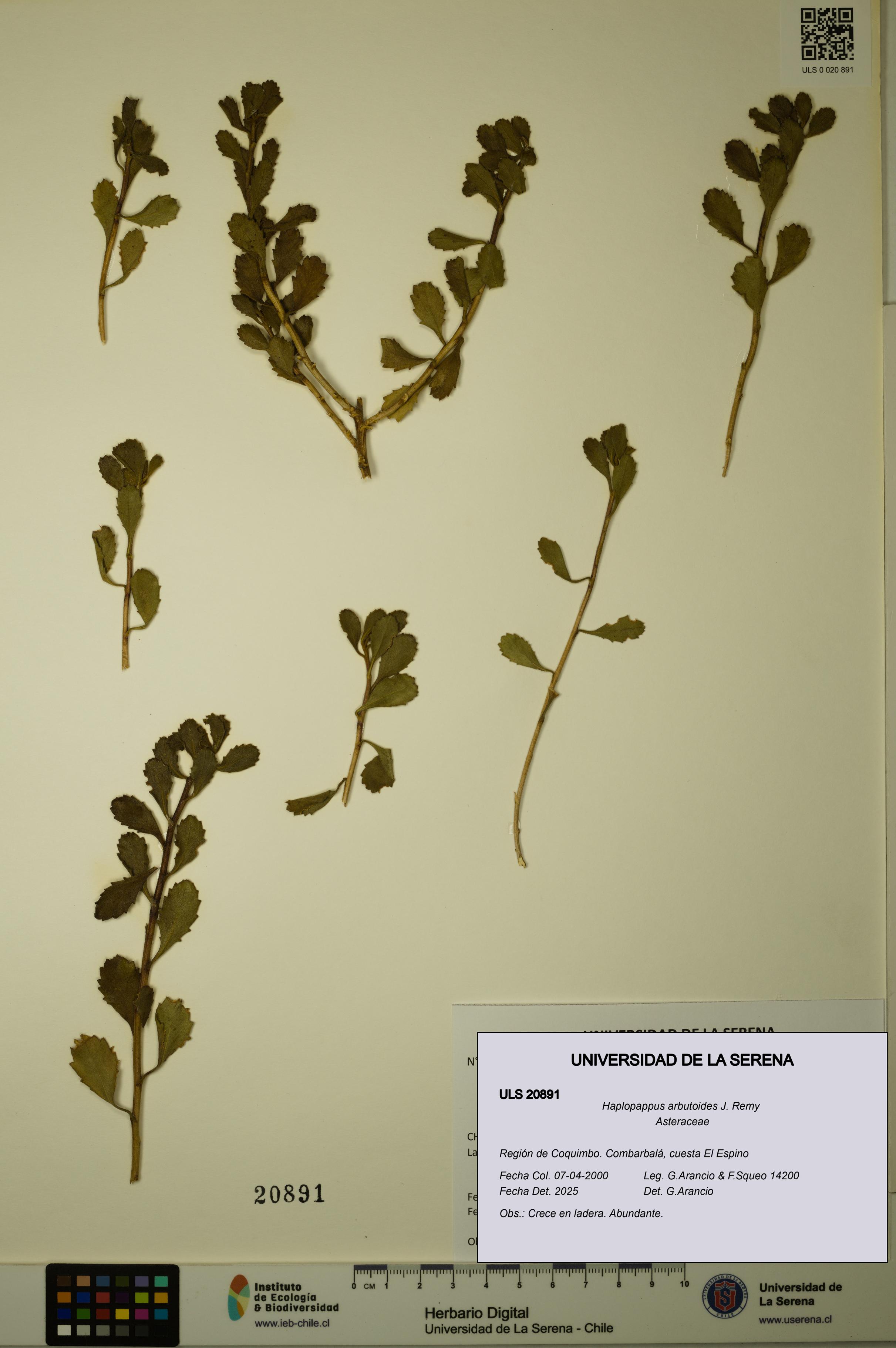 Haplopappus arbutoides [Espécimen: ULS:ULS:0020891]