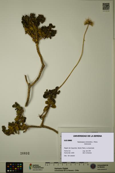 Haplopappus arbutoides [Espécimen: ULS:ULS:0020892]
