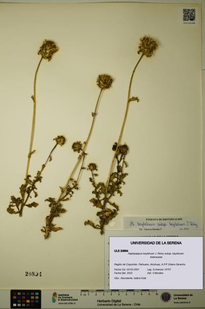 Haplopappus baylahuen subsp. baylahuen [Espécimen: ULS:ULS:0020894]