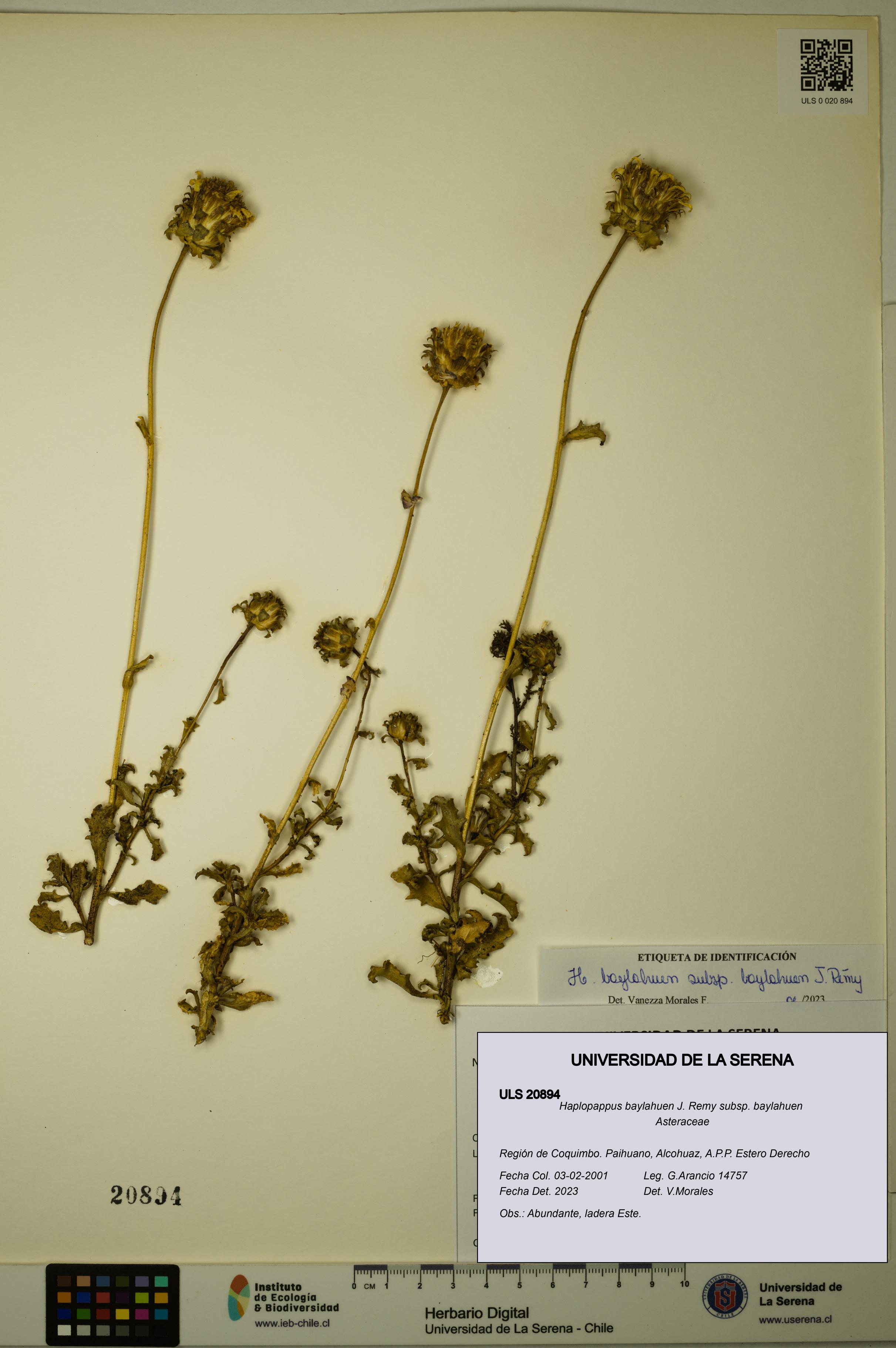 Haplopappus baylahuen subsp. baylahuen [Espécimen: ULS:ULS:0020894]