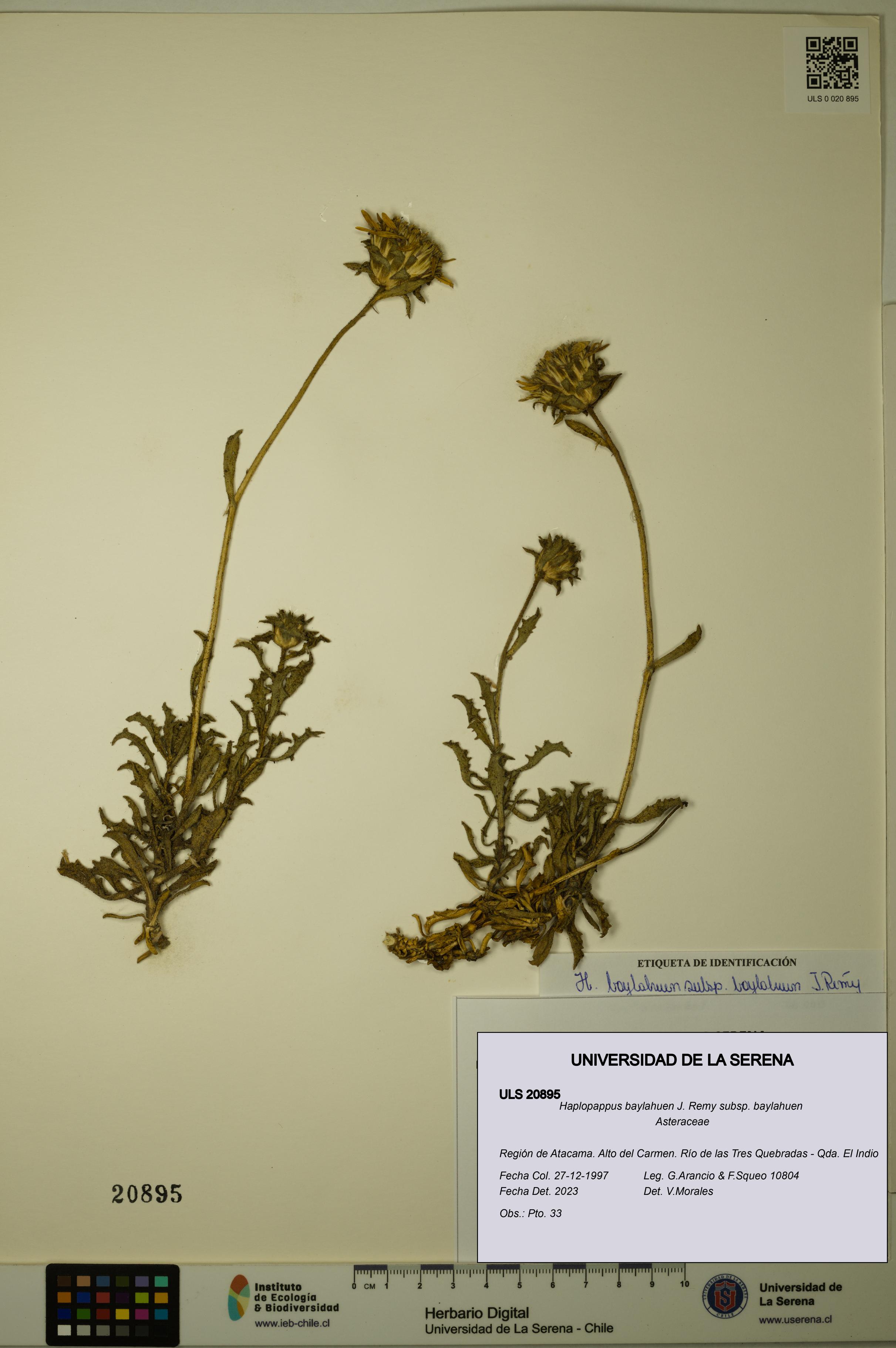 Haplopappus baylahuen subsp. baylahuen [Espécimen: ULS:ULS:0020895]