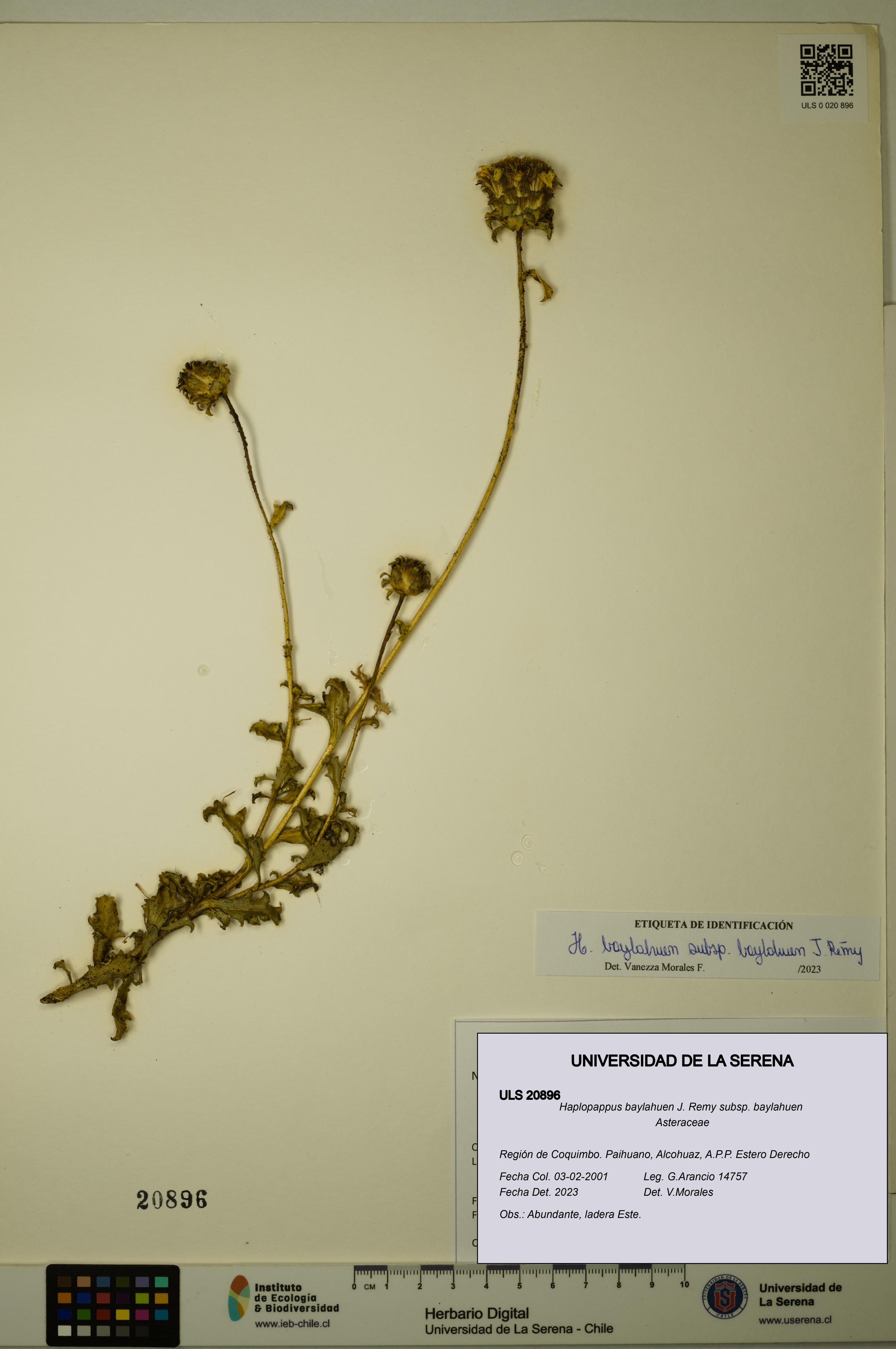 Haplopappus baylahuen subsp. baylahuen [Espécimen: ULS:ULS:0020896]