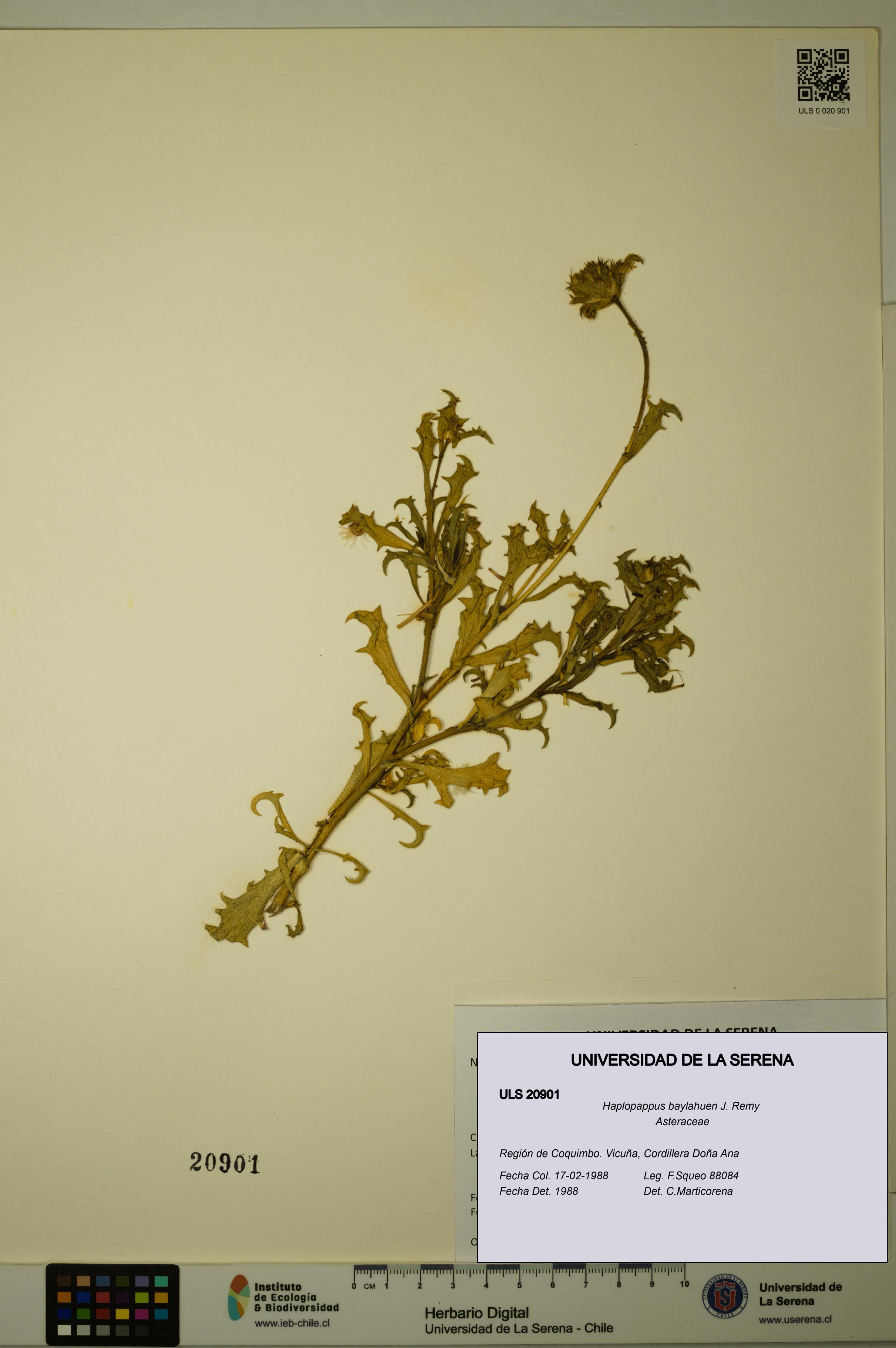 Haplopappus baylahuen [Espécimen: ULS:ULS:0020901]