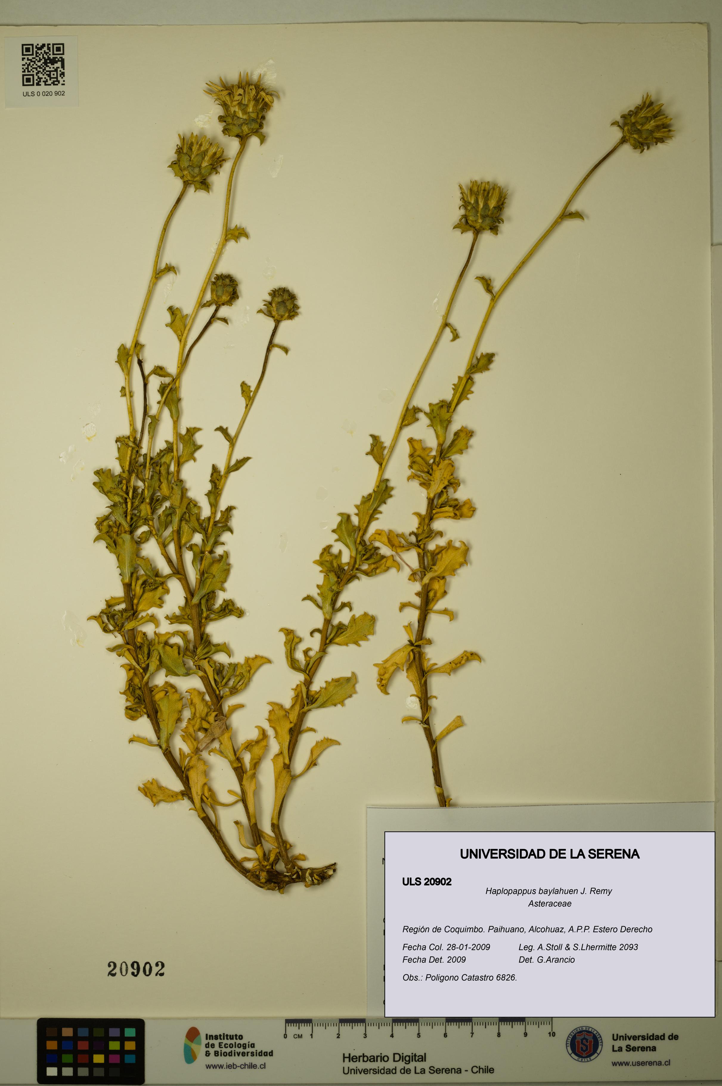 Haplopappus baylahuen [Espécimen: ULS:ULS:0020902]