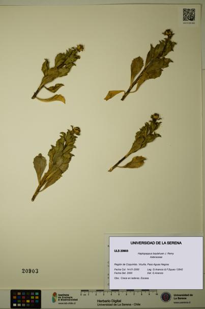 Haplopappus baylahuen [Espécimen: ULS:ULS:0020903]