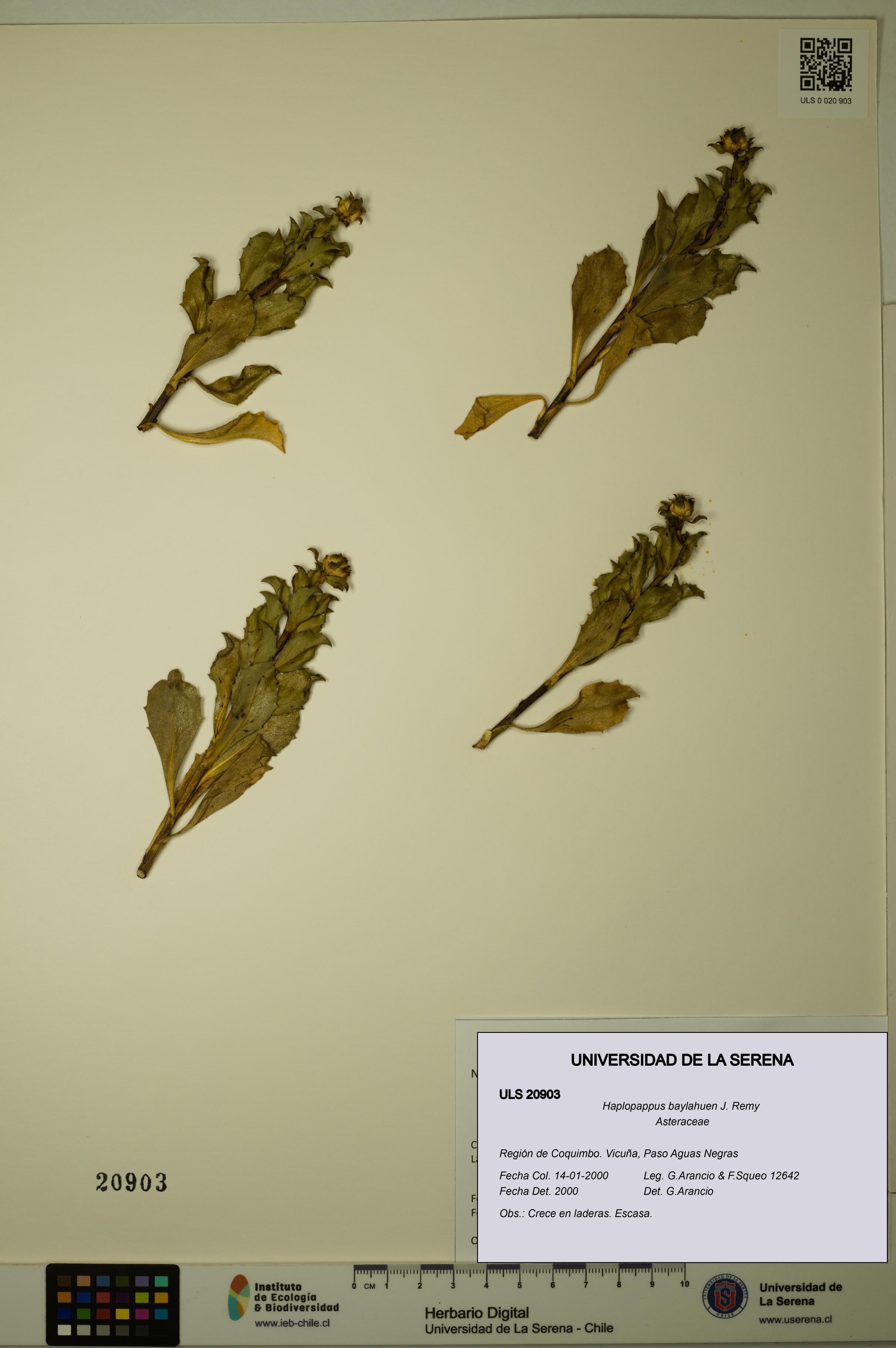 Haplopappus baylahuen [Espécimen: ULS:ULS:0020903]