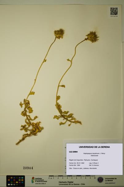 Haplopappus baylahuen [Espécimen: ULS:ULS:0020904]