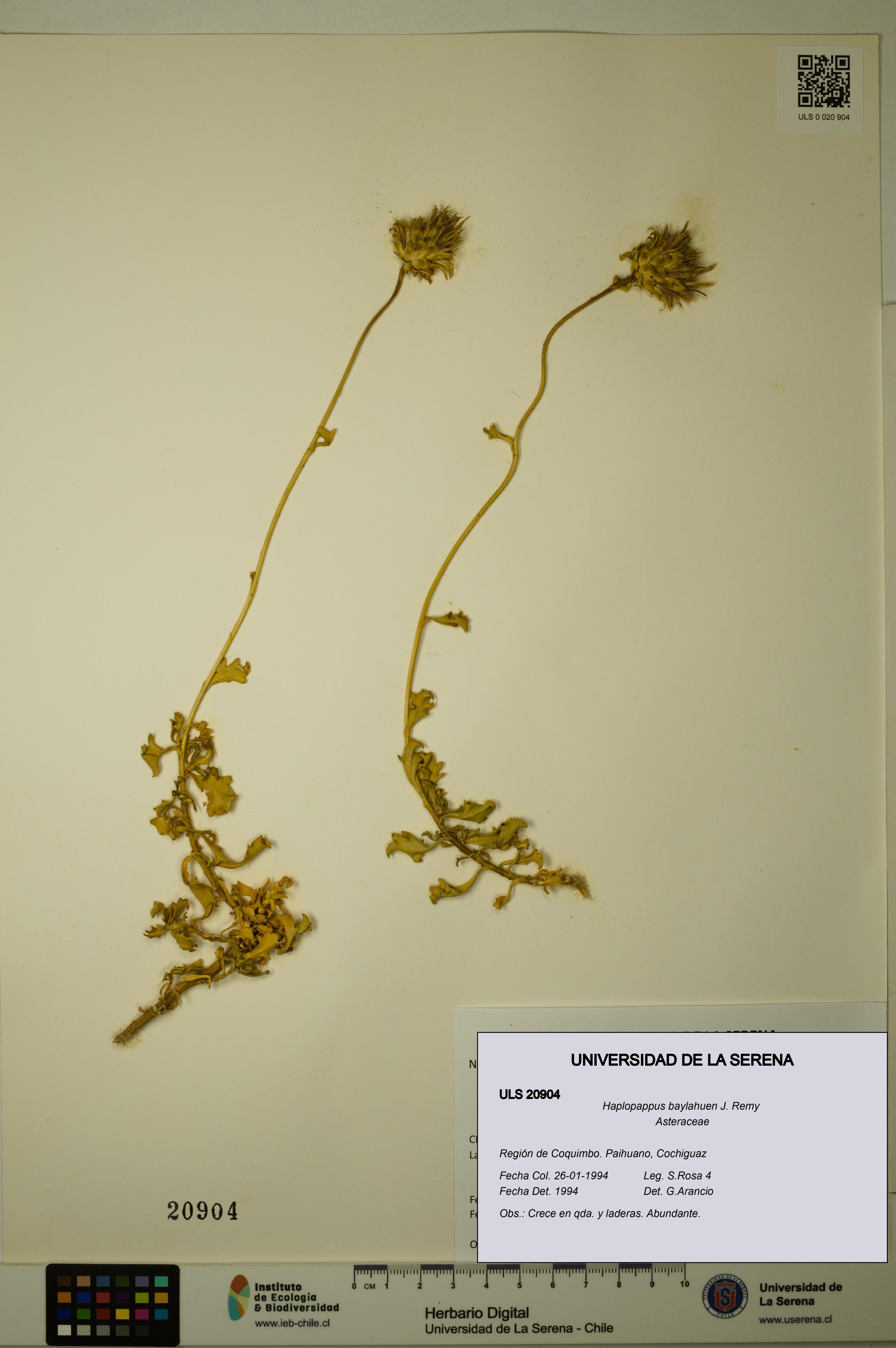 Haplopappus baylahuen [Espécimen: ULS:ULS:0020904]
