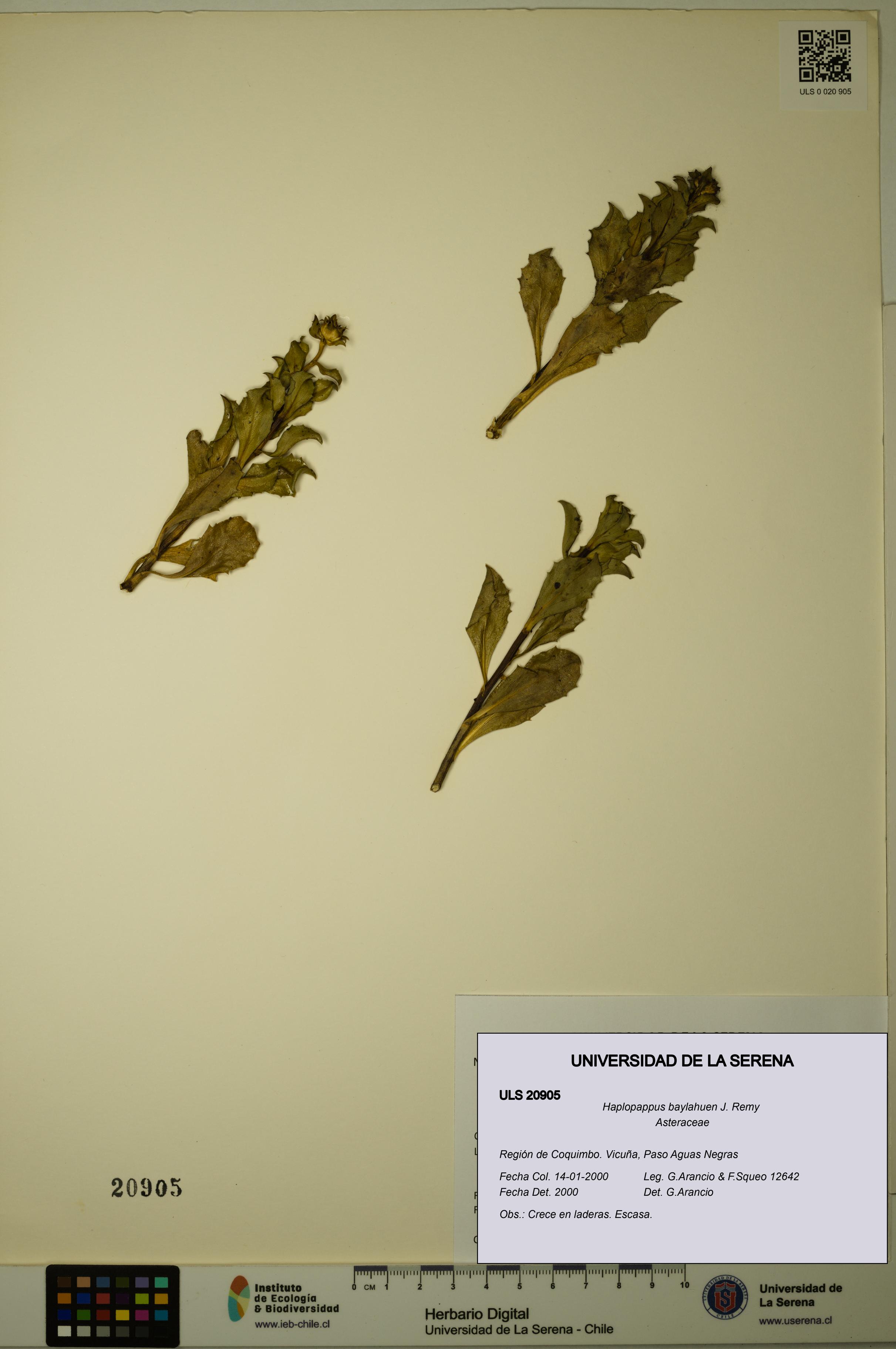 Haplopappus baylahuen [Espécimen: ULS:ULS:0020905]
