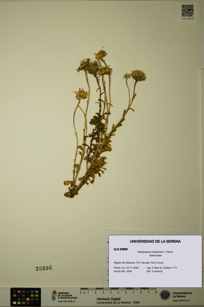 Haplopappus baylahuen [Espécimen: ULS:ULS:0020906]