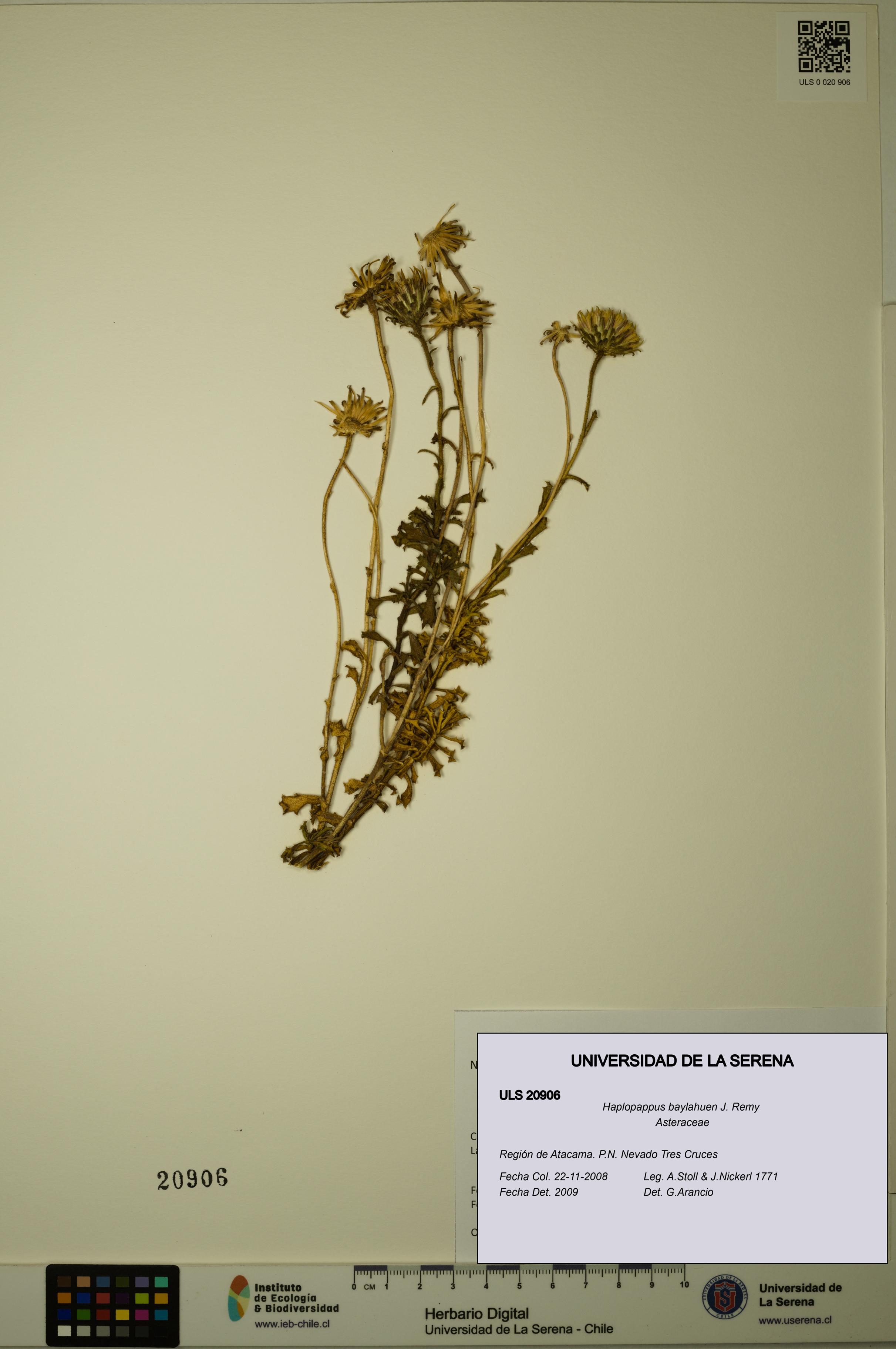 Haplopappus baylahuen [Espécimen: ULS:ULS:0020906]