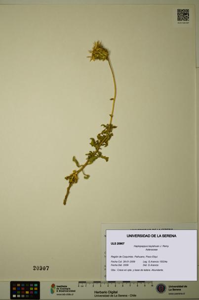 Haplopappus baylahuen [Espécimen: ULS:ULS:0020907]