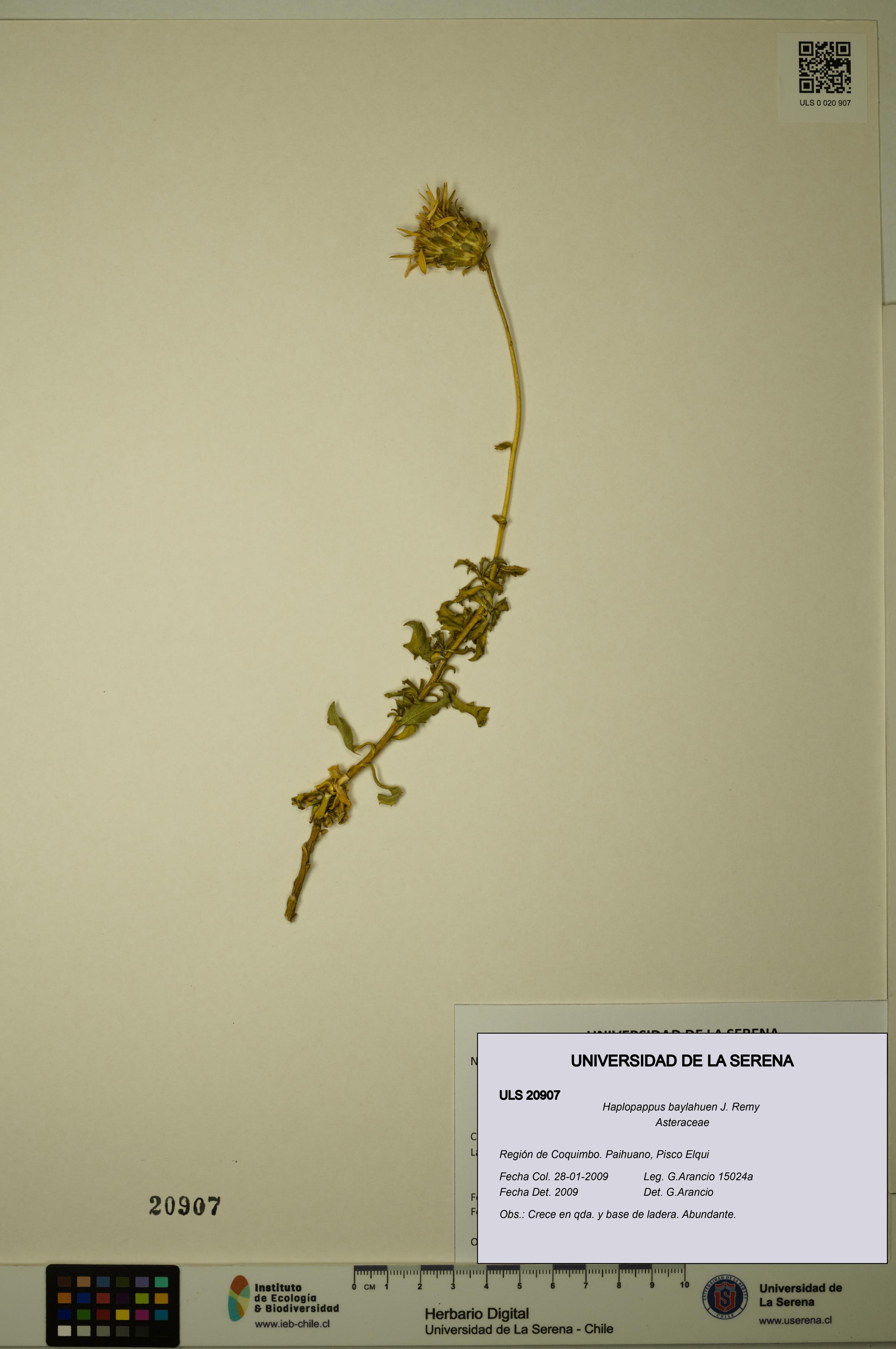 Haplopappus baylahuen [Espécimen: ULS:ULS:0020907]