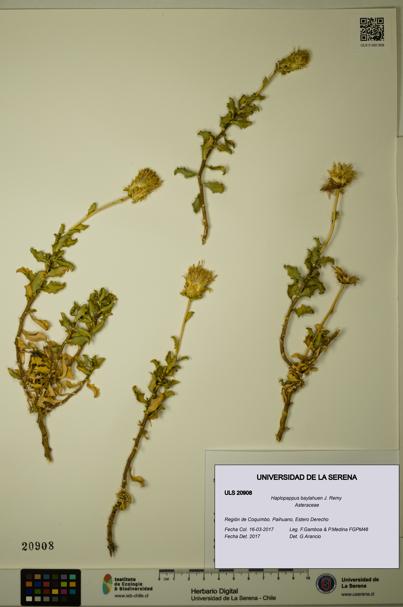 Haplopappus baylahuen [Espécimen: ULS:ULS:0020908]