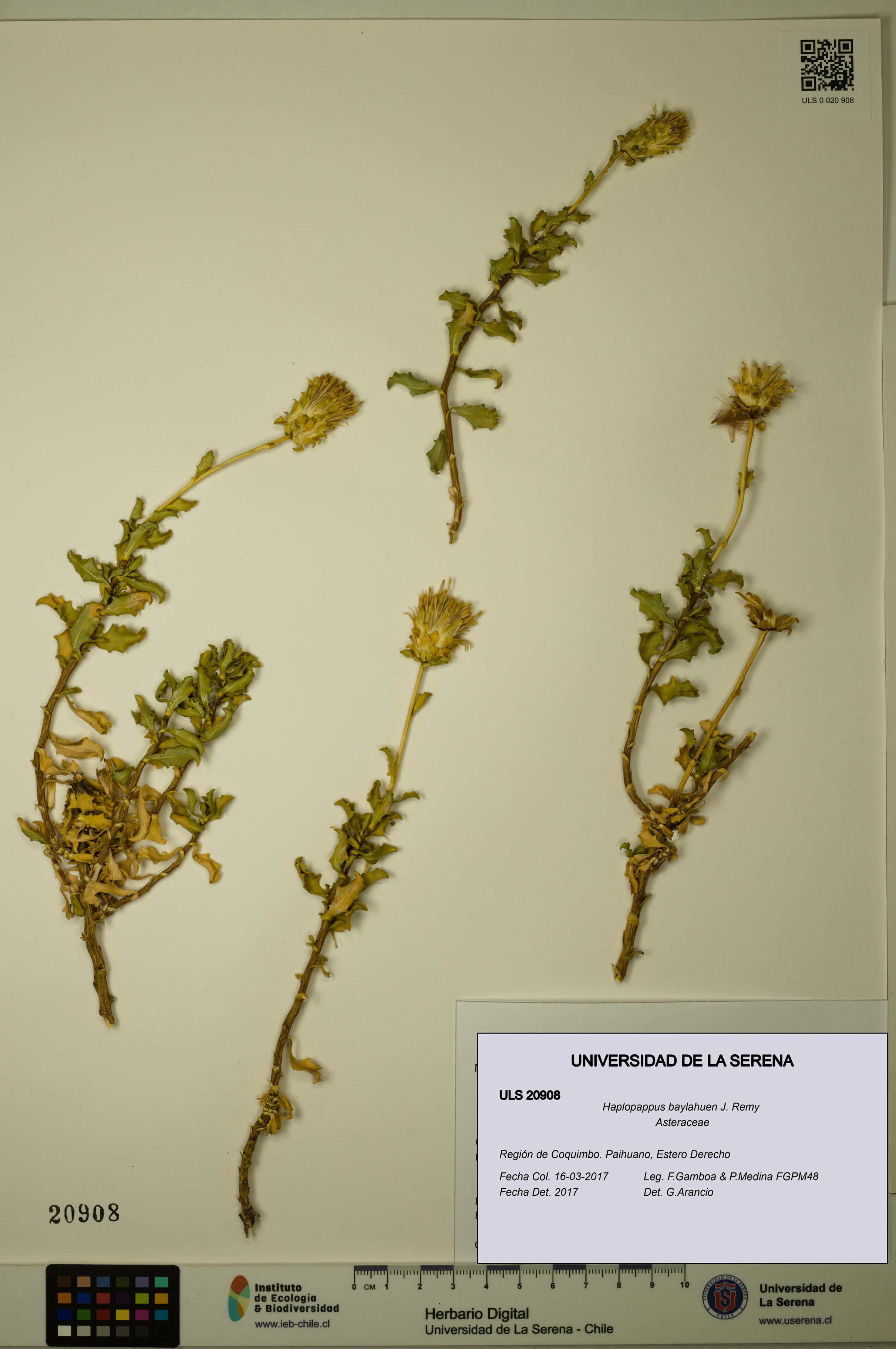 Haplopappus baylahuen [Espécimen: ULS:ULS:0020908]
