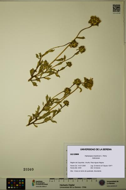 Haplopappus baylahuen [Espécimen: ULS:ULS:0020909]