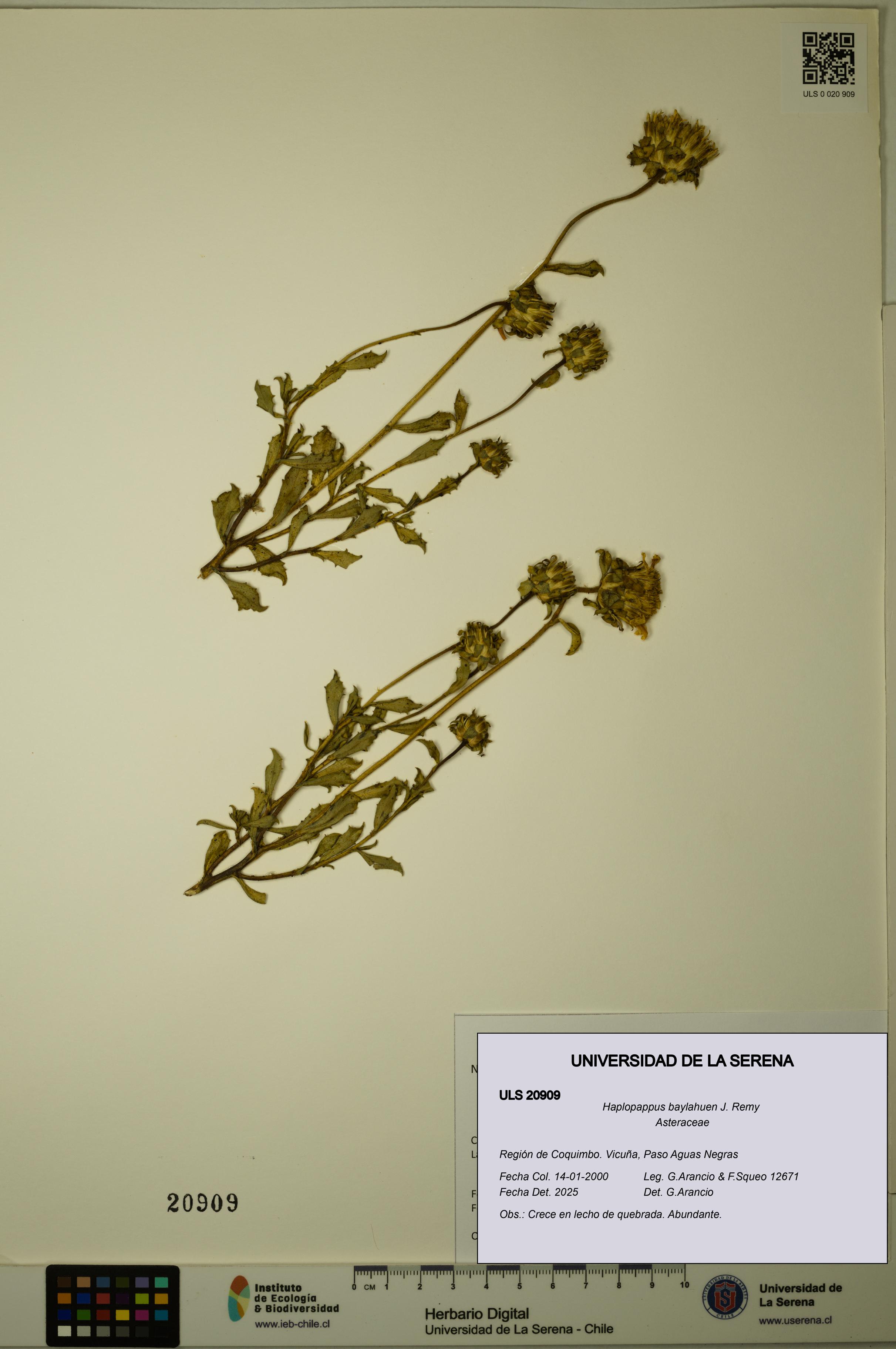 Haplopappus baylahuen [Espécimen: ULS:ULS:0020909]