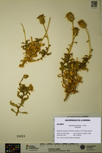 Haplopappus baylahuen [Espécimen: ULS:ULS:0020910]