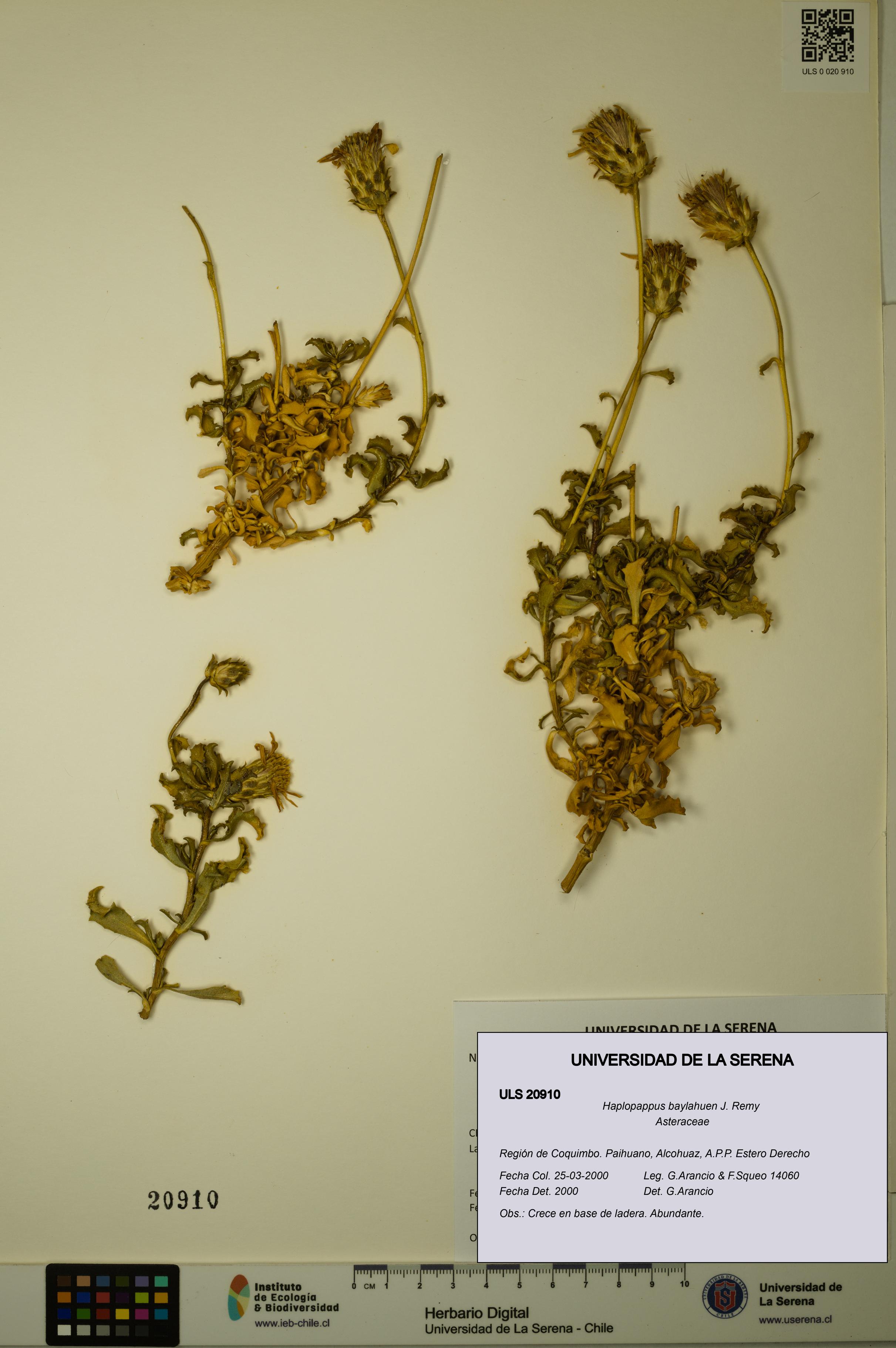 Haplopappus baylahuen [Espécimen: ULS:ULS:0020910]