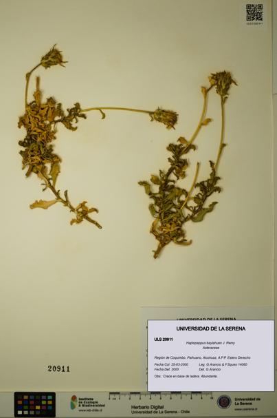 Haplopappus baylahuen [Espécimen: ULS:ULS:0020911]