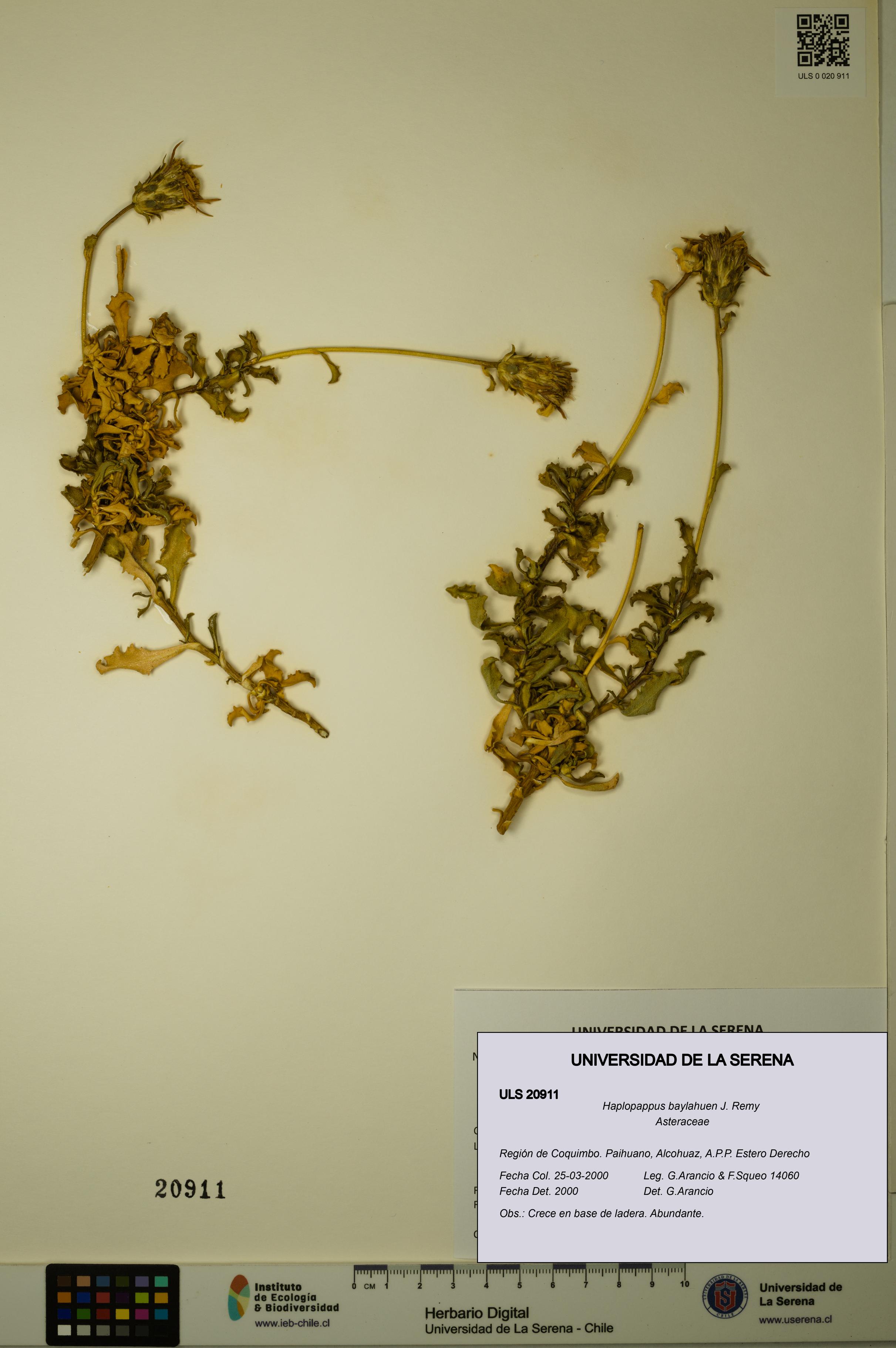 Haplopappus baylahuen [Espécimen: ULS:ULS:0020911]