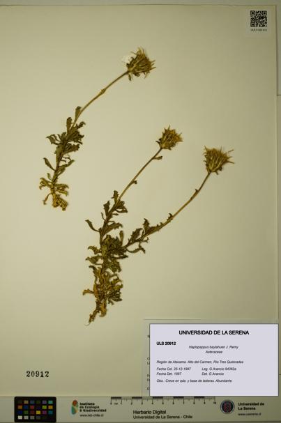 Haplopappus baylahuen [Espécimen: ULS:ULS:0020912]