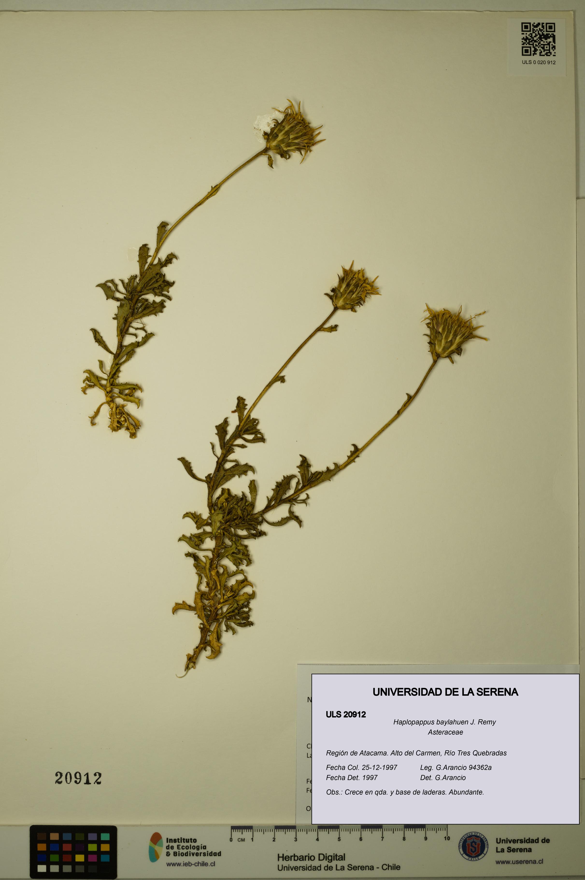 Haplopappus baylahuen [Espécimen: ULS:ULS:0020912]