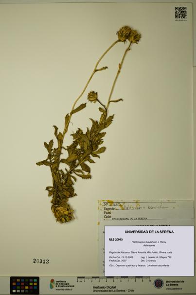 Haplopappus baylahuen [Espécimen: ULS:ULS:0020913]